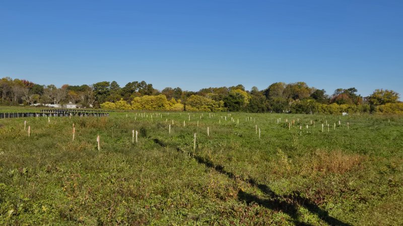 All these wooden stakes with different-colored flags mark the beginning stages of the Hopkins Preserve project on Sweetbriar Road.